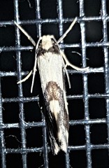 Philenora chionastis