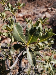 Ozoroa