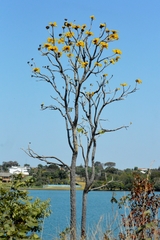 Tabebuia aurea