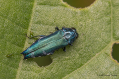 Agrilus acutus