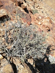 Portulacaria fruticulosa