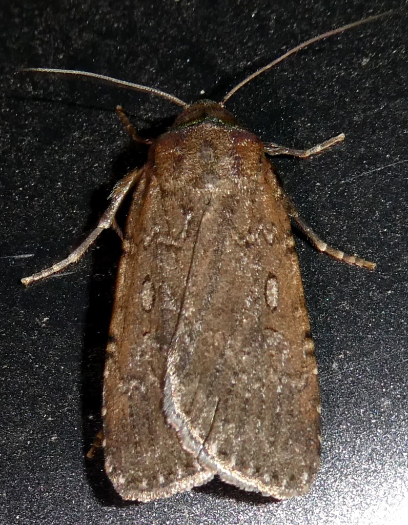 Spaelotis velicava