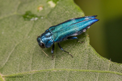 Agrilus acutus