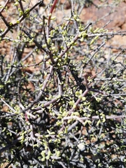 Portulacaria fruticulosa