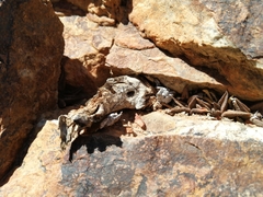 Haworthiopsis tessellata
