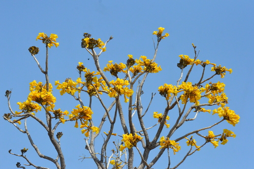 Tabebuia aurea