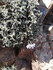 Pelargonium echinatum
