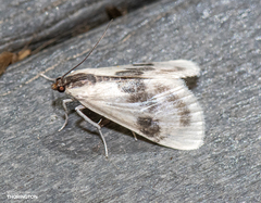 Cliniodes ostreonalis