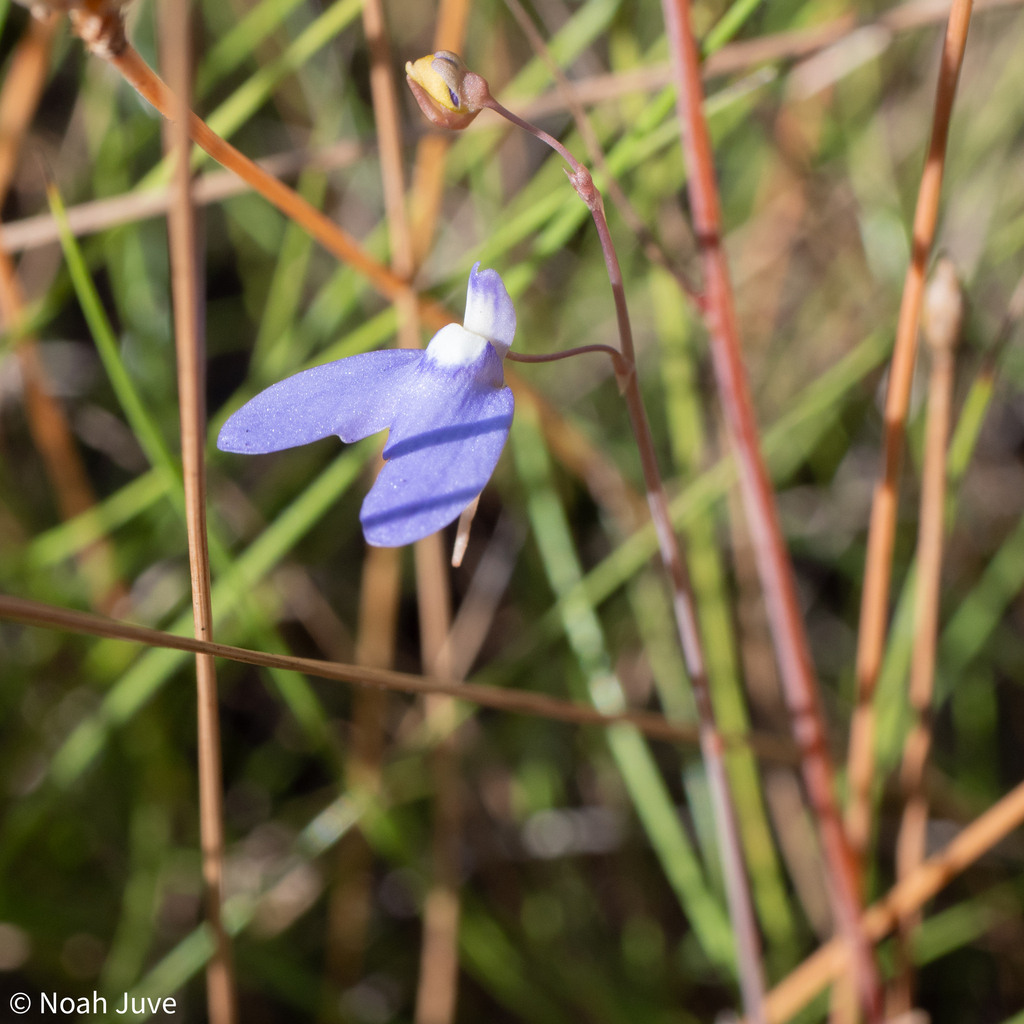 Utricularia leptoplectra F.Muell.