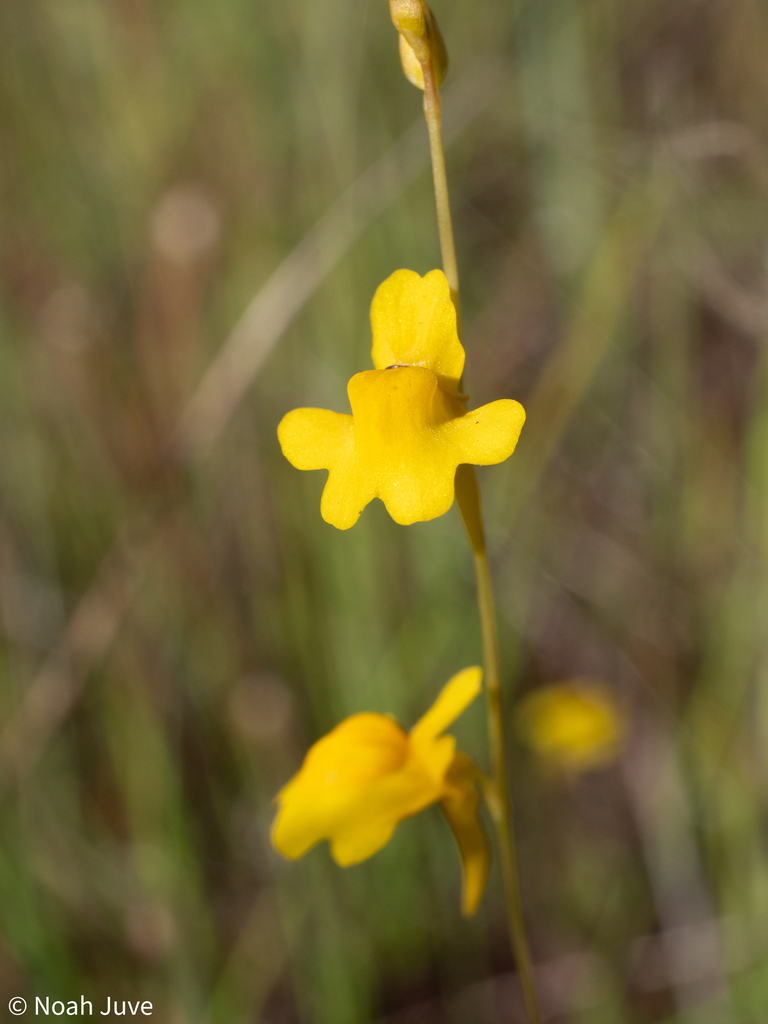 Utricularia chrysantha R.Br. 2