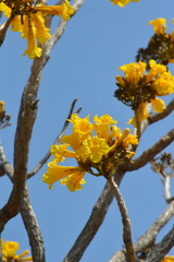 Tabebuia aurea