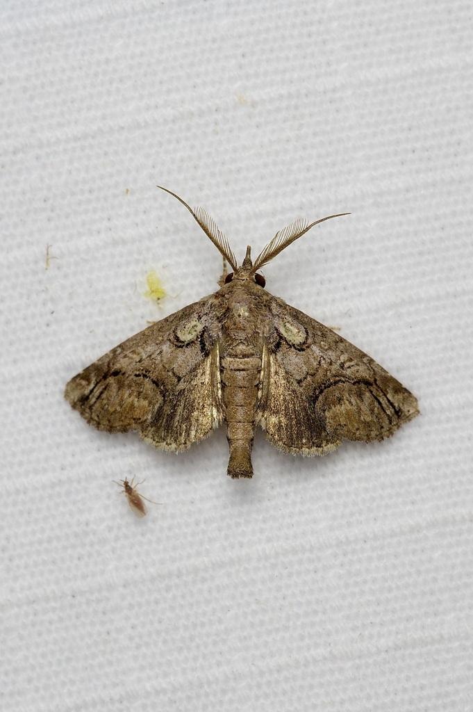 Barrens Paectes Moth