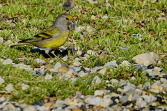 Carduelis citrinella