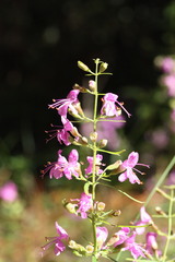 Dicerandra linearifolia