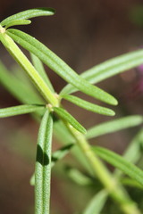 Dicerandra linearifolia