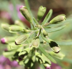 Dicerandra linearifolia