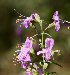 Dicerandra linearifolia