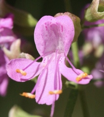 Dicerandra linearifolia
