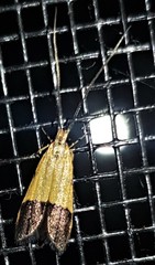 Crocanthes micradelpha