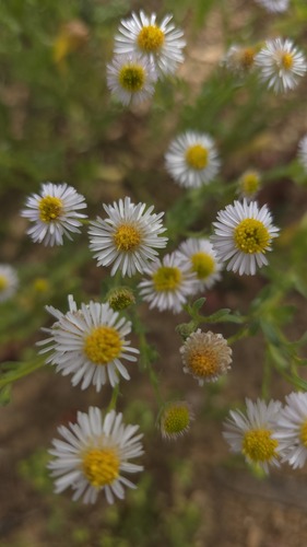 Woolly-headed Burr-Daisy (Calotis plumulifera)