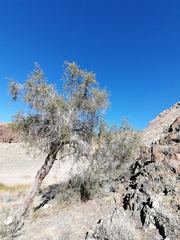 Gymnosporia linearis