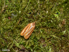 Sparganothis tristriata