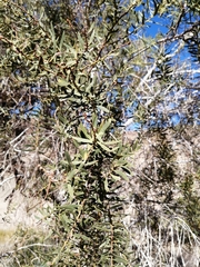 Gymnosporia linearis