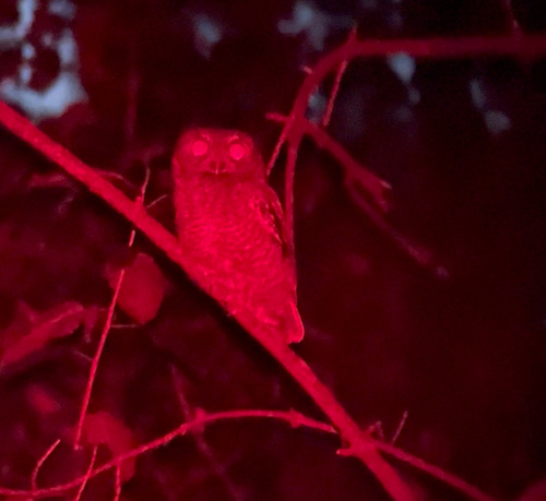 Eastern Screech-Owl photographed in Wisconsin