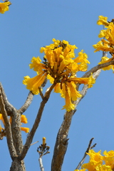 Tabebuia aurea