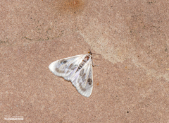 Cliniodes ostreonalis
