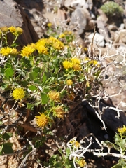 Berkheya canescens