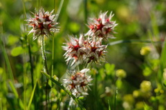 Trifolium stellatum