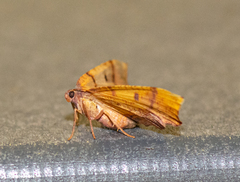 Plagodis phlogosaria