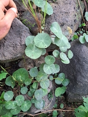 Peperomia bracteata, photograph (c) Ricardo Betancourt Sánchez, some rights reserved (CC BY)