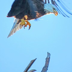 Haliaeetus leucocephalus leucocephalus