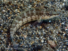 Parapercis lineopunctata