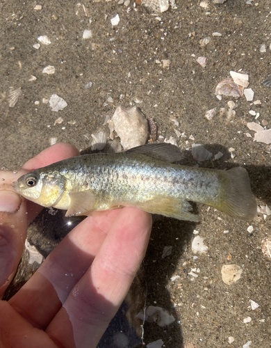 California killifish (Fundulus parvipinnis) — Fundulidae — 3