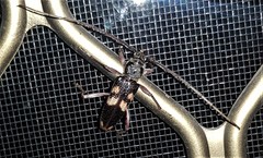 Phoracantha punctata