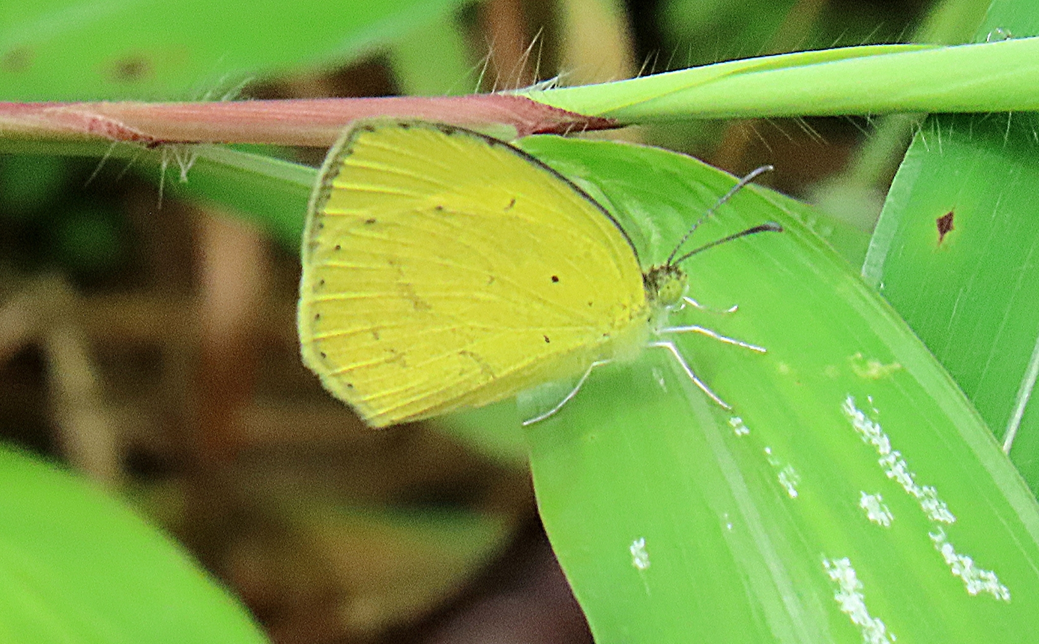 Spotless Grass Yellow