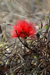 Calliandra dysantha