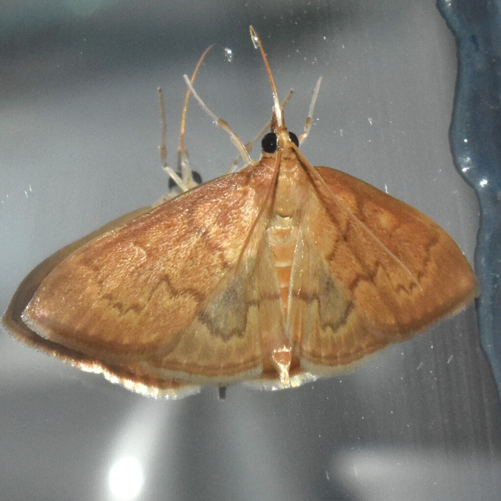 Anania extricalis