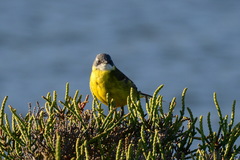 Motacilla flava iberiae