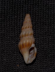 Austrodrillia angasi