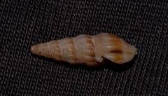 Austrodrillia angasi