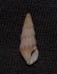 Austrodrillia angasi