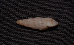 Austrodrillia angasi