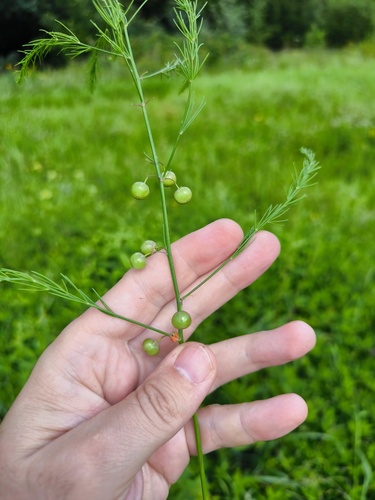 Наблюдение на iNaturalist
