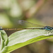 Tiny Forktail - Photo (c) Jim Johnson, some rights reserved (CC BY-NC-ND), uploaded by Jim Johnson