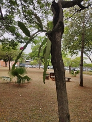 Epiphyllum phyllanthus
