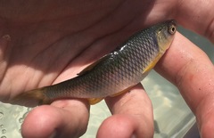 Cyprinella spiloptera